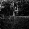 The Witches Woods