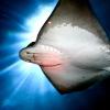 Sting Ray