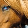Blind Horse