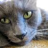 Smokey