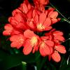 Red Flowers